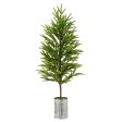 32  Norfolk Pine Potted Tree For Discount